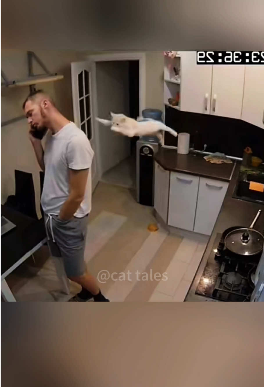 Cats on surveillance like assassins #🙈🙈🙈 #cat #funny #happy #pet #cute #haha 