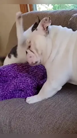 Cats bullying dogs😱#cat#dog #funny #catsoftiktok #cats #for #foryou #fyp #foryoupage #funnyvideo #cute #pet  #animal #animalsoftiktok #usa #catlover #funnycat #tiktokcats #pets