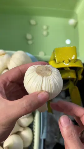 Peel garlic #peelgarlic #asmr #fyp #foryou 
