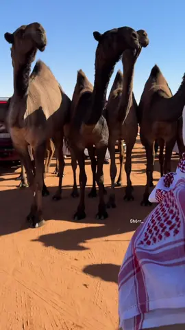 #بنات_المعنا #الدبوس #فردي_الدق #ندر_الصفر #الدبوس #الفضول #تصويري #اكسبلور #لطامات #الصياهد #اللغيصم #ابن_جخدب #جزيلات_العطا #نخبة_النخبة #مزاين_قطر 