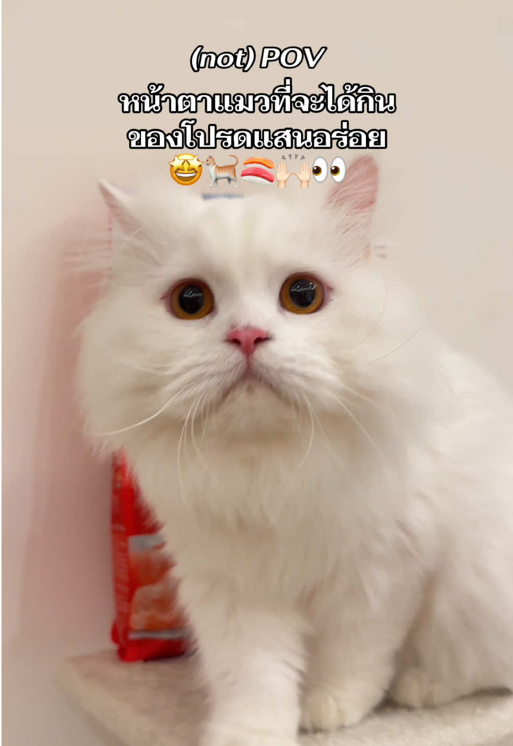(not) POV - เมื่อน้องแมวได้กินของโปรดแสนอร่อย🤩🐈🍣👀❣️! แฮปปี้ เอ็นจอยมากกด้วย CATnjoy! สุขภาพดี มีภูมิคุ้มกัน💪🏻 กินแซ่บมากก ถูกใจอาร์เทมิสแบบสุดๆ 😻💯!!~   #CATnjoy #แมวจอยได้ด้วยแค็ทเอ็นจอย #3พลังเสริมสร้างภูมิคุ้มกัน #อาหารแมว #cat #marspitergang #แซลมอน 