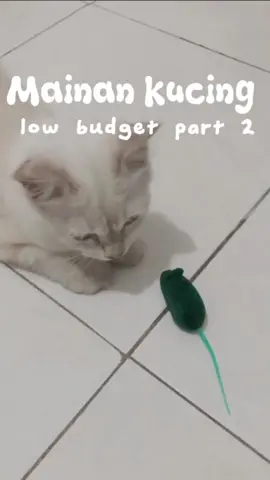 lucu banget hahah 😹 #mainankucing #mainanabul #mainantikus 