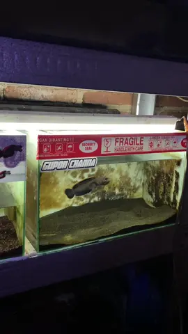 🖤 #guponchanna #channalimbata #channa 