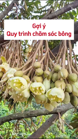 Gợi ý quy trình chăm sóc bông sầu riêng#Phanbon #shortvideo #Thuocbvtv #Phanbonla #Saurieng #Caytrong