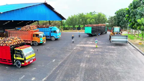 #truck #palmoil #pabrik #kelapasawit #tbs #fyp #capcut #trucksawit 