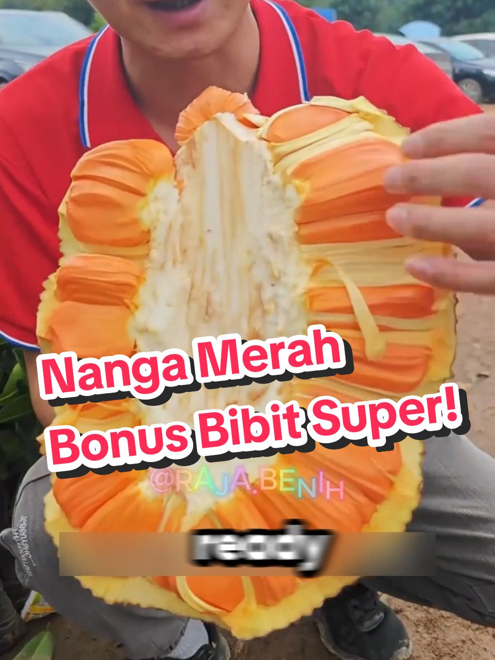 nangka merah madu siap ditanam dikebunmu, bonus kami kirim bibit yang sudah tumbuh! #nangkamerah #bibitnangka #nangkamadu #bibitnangkamerah 