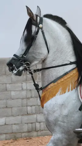 #اكسبلورexplore #خيل_وخياله🐎 #مربط_الشلاش #capcutvideo #pageforyou #fyp #horse 