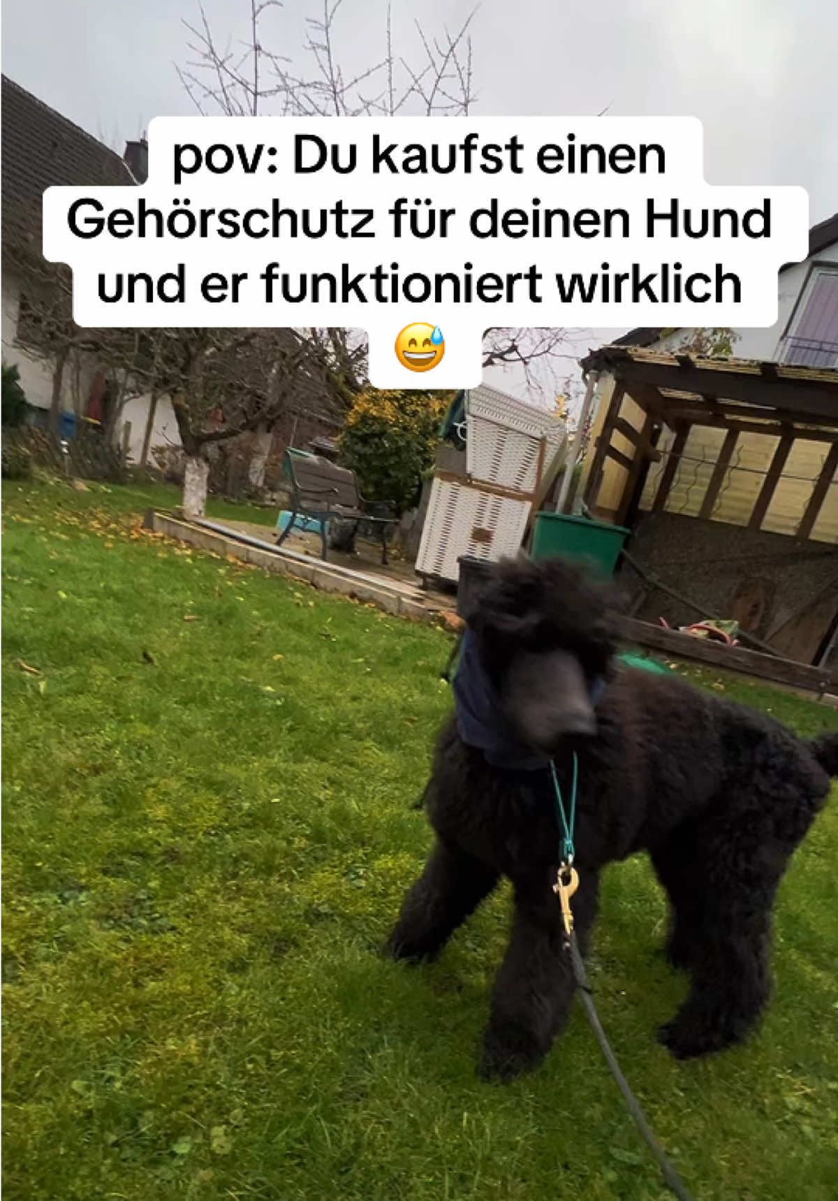 Da sind wir vorbereitet 🥹🎆🧨 #silver #hund #doglife #angsthund 