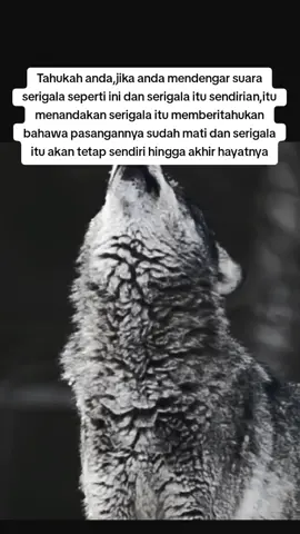 Sad#sad#sadstory#sadvibes#foryou#foryoupage#wolf#serigala