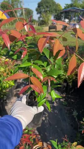 สนใจจิ้มที่ตะกร้าด้านล่างได้เลยนะคะ #ผักเม็ก #เสม็ดแดง #เทรนวันนี้ 