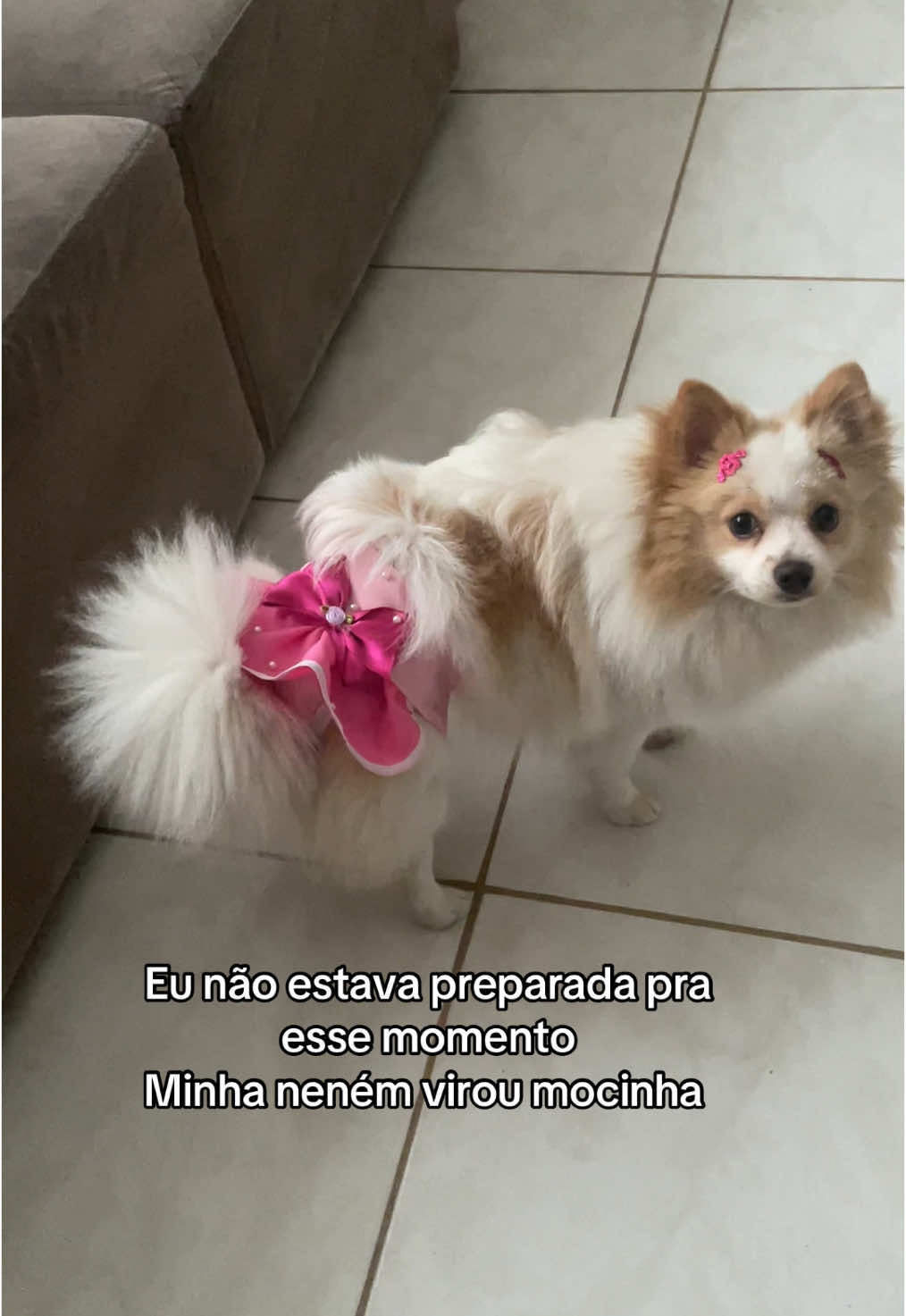 Minha neném agora já é uma mocinha e anda rebolando de calcinha  #spitz #femea #cio #adolescencia #pet
