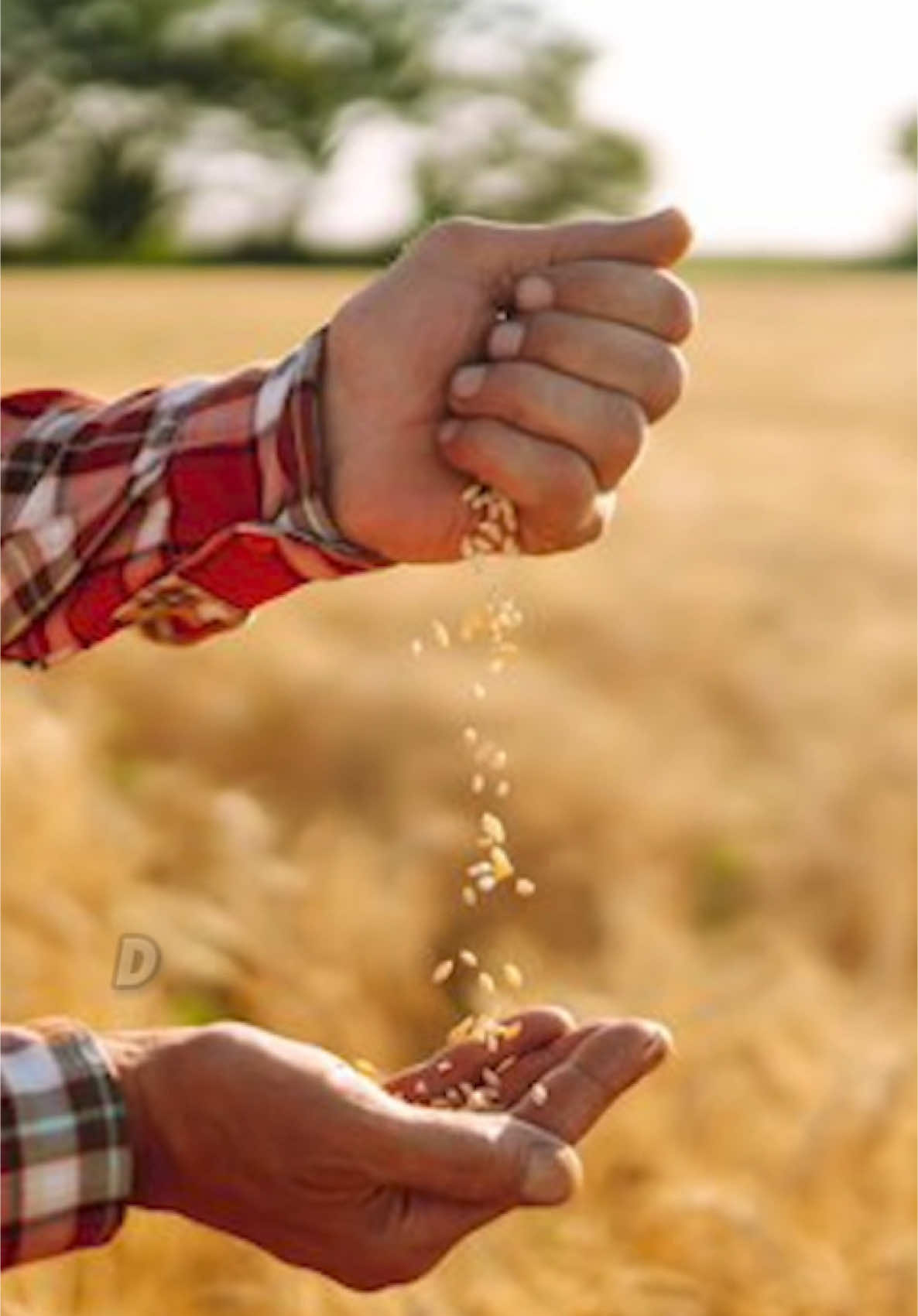 Mercosur es la ruina de España.  