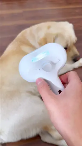 I was just giving my Kimi a little reminder—I didn’t expect such a big reaction!#pet #dog #spraycomb #fyp #petcleaning #tiktokshop 
