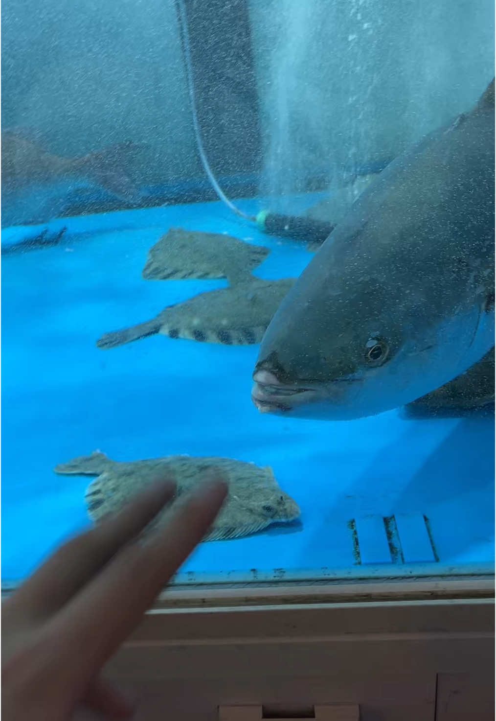 Pescado fresquito en korea #fyp #parati #paratiiiiiiiiiiiiiiiiiiiiiiiiiiiiiii #yanglee #fypシ゚ 