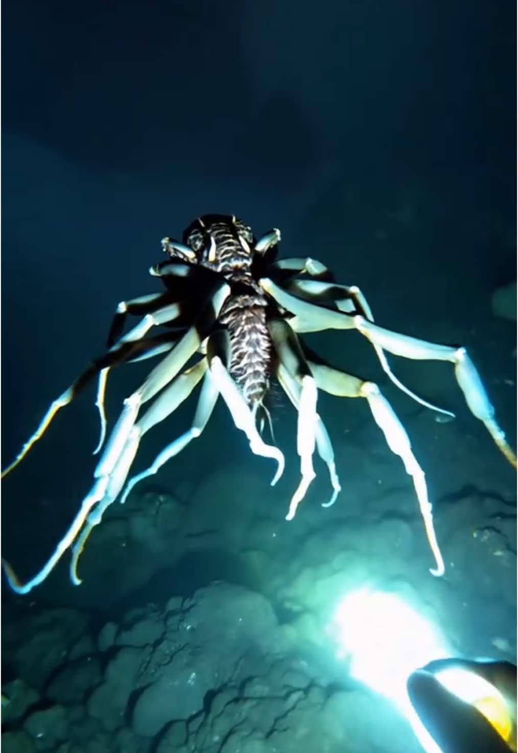 What if aliens are already here?👀 #seacreatures #alien #ocean #spider 