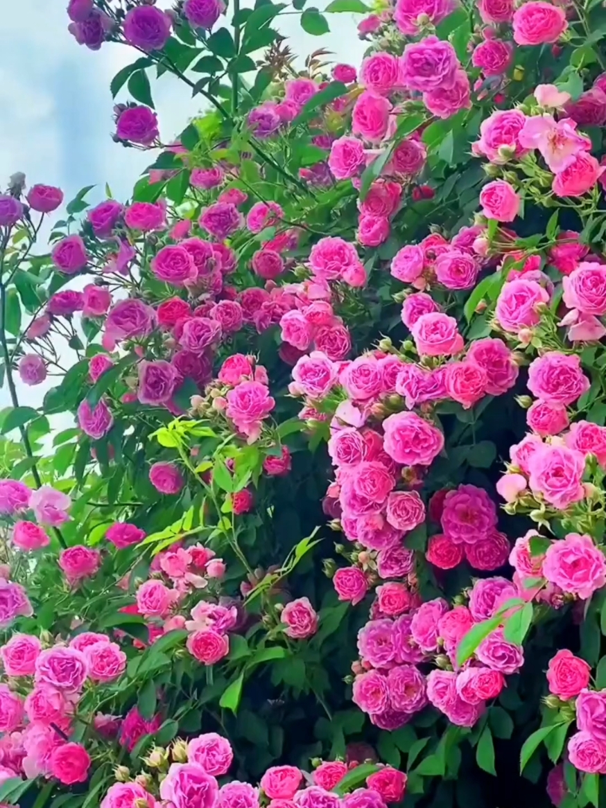 الشيخ ياسر الدوسري سورة غافر وقال ربكم ادعوني أستجب لكم #صباح_يوم_الاربعاء @راحة نفسية❤️  #قران #Quran #ياسر_الدوسري  #امام_الحرم_المكي#دعاء#تلاوة_خاشعة #القران_الكريم #الشيخ_ياسر_الدوسري #foryou #صباح_الخير #حالات_واتس #التقويم_اليومي #مساء_الخير #fyp 🎧