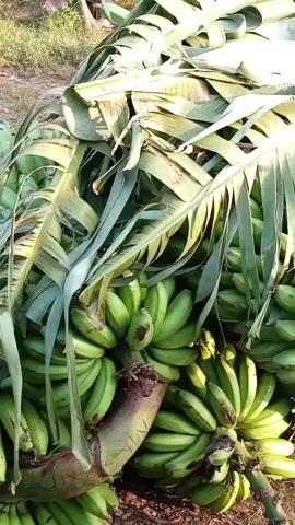 It's the Pearl of the world. if u have any doubts🤔 sembela wano #fyp #food #matooke #foryourpage #AfricanFood #uganda #tiktokuganda #goviral #tiktokkenya #viralvideo #tiktokkenya #ugandanfood 