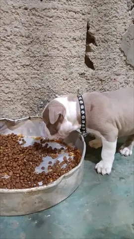 BABY GOLD con 6 semanas 🔥🔥  #cachorros #pitbull🇻🇪 #pitbull #pitbulldogs #pitbulllove #pitbullcachorro#americanbully🇻🇪 #americanbully #americanbullycachorro🐶😍 #perroshermosos #perrostiernos #cachorrosgordos #cachorroscomiendo 
