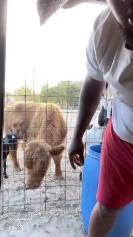 Snack time on the fawm #foryoupage #fypシ #fyp #fypシ゚viral #country #farmlife #rancho #cows #goats #chickens #pigs #kidsoftiktok #kid #dadsoftiktok #dad #BlackTikTok #black #animals #animal #fypviral 