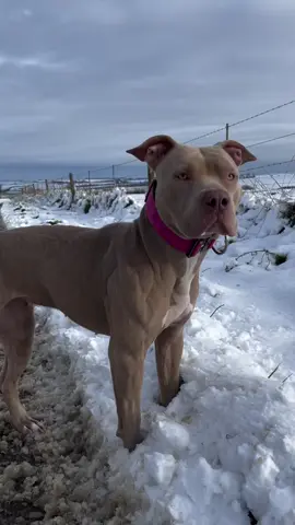 Pitbull #pitbulldogs #pitbulls_official #pitbulls #pitbullpuppy #pitbullterrier #pitbullsoftiktok 