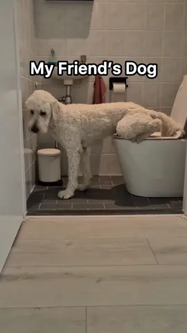 My friend's dog vs my dog 😂 Funny dogs videos #dog #funnyanimals #funnypets #fyp 