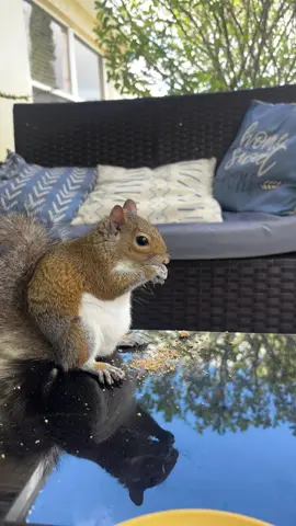 Squirrel block baby #lilrichy #fyp 