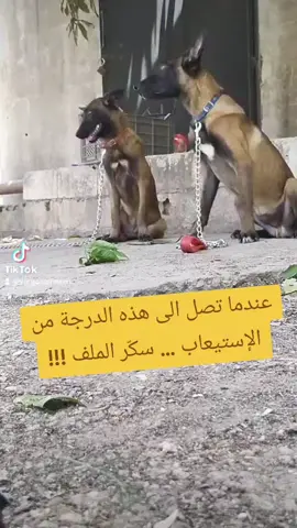 #malinois #malinoisoftiktok #مالينوا #صيدا #بيروت #malinoispuppy #dog #dogtrainer #dogs #dogsofttiktok #doggo #doglife #doglifestyle #doglover #مشاهير_تيك_توك #مشاهدات #مشاهير_تيك_توك_مشاهير_العرب #doglovers #dog #obedience #attack #discipline #behavior #تدريب #تدريب_كلاب #تدريب_شخصي #بس_بطريقتي #tiktokviral #viral #goviral #tiktoklong #tiktoknews #tiktoklong #adorable #dogoftheday #funnyvideos  #Lebanon #funnyvideosdaily #hometraining #private #لبنان_مصر_الخليج_سوريا #بس_بطريقتي #تدريب_شخصي #تدريب_كلاب #dogsofinstagram #PetsOfTikTok #dogsofttiktok  #protection #protectiondog #onthisday #bichon #bichonmaltese #bichonfrisé #bichonpuppy  #بيروت #dog #dogtrainer #dogs #dogsofttiktok #doggo #doglife #doglifestyle #doglover #مشاهير_تيك_توك #مشاهدات #مشاهير_تيك_توك_مشاهير_العرب #doglovers #dog #obedience #attack #discipline #behavior #تدريب #تدريب_كلاب #تدريب_شخصي #بس_بطريقتي #tiktokviral #viral #goviral #tiktoklong #tiktoknews #tiktoklong #adorable #dogoftheday #funnyvideos  #Lebanon #funnyvideosdaily #hometraining #private #viral #goviral #fyp #fypage #لبنان_مصر_الخليج_سوريا #funny #funnyvideos #funnyvideo #funnymoments #funnytiktok #بس_بطريقتي #تدريب_شخصي  #تدريب_كلاب #dogsofinstagram #PetsOfTikTok #dogsofttiktok  #protection #protectiondog 
