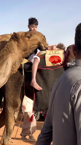 سننابي kn_14 .. #الشعل #الفردي #فرديات #البدو #الابل #اكسبلور #viral 