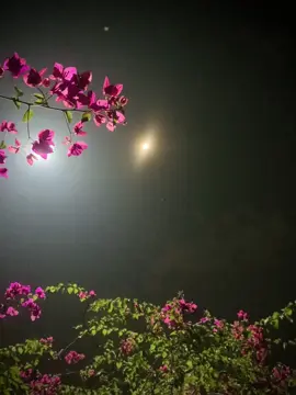 🌸+🌙= তুমি 🫶#foryoupage #unfrezzmyaccount #tiktok @TikTok @TikTok Bangladesh 