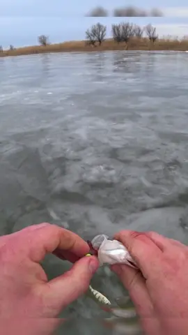 Окунь зимой  #удочка #окунь #рыбалка #клев 