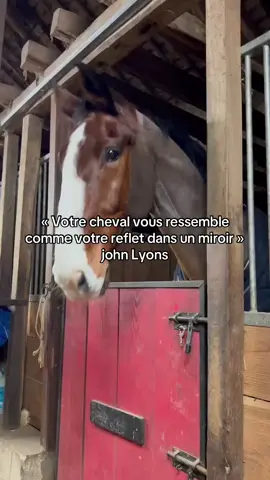 C reel #fyp #horse #pourtoii #equitation #trends #cheval #cavalier #falco 