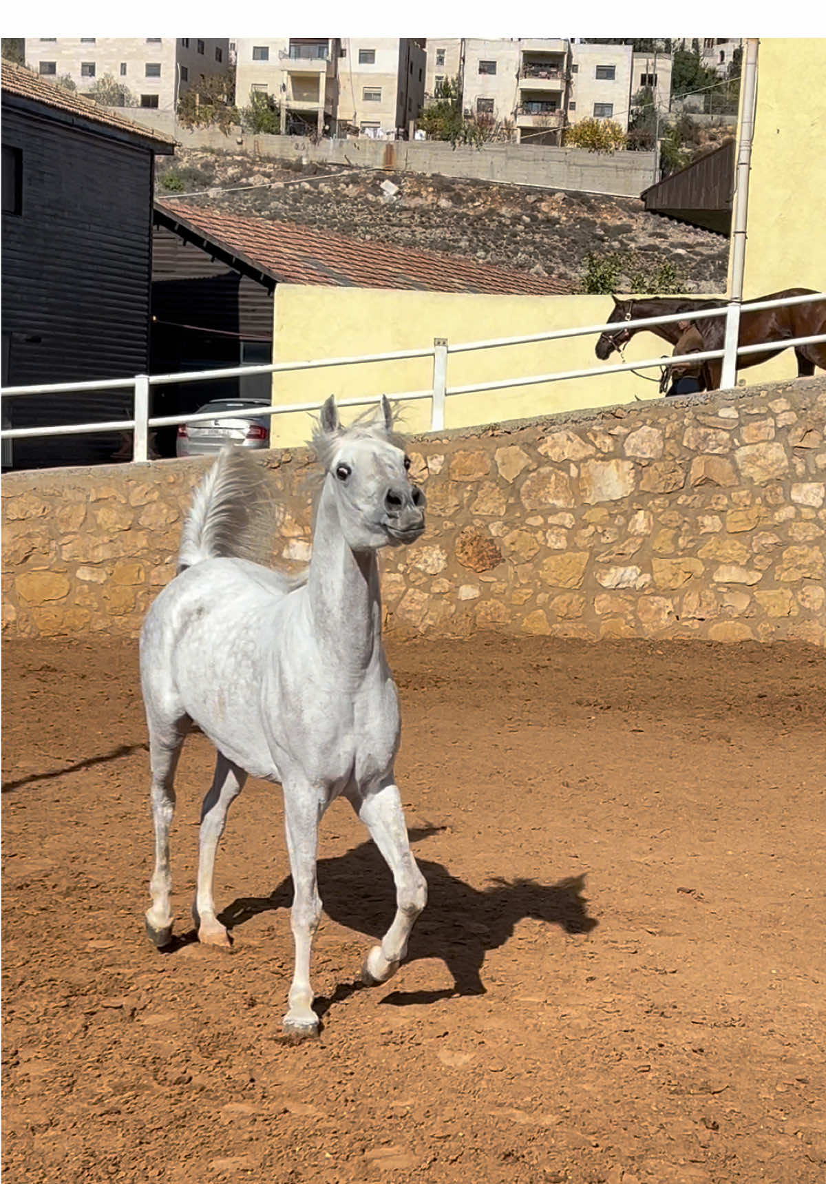 #اللهم_صلي_على_نبينا_محمد #arabianhorse #jumana_jalal #خيل_وخياله🐎 #horsesoftiktok #horses #horse #foryou #خيل_عربي_اصيل 