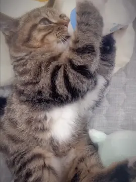 Can I drink ur heavenly fluid #vro #catsoftiktiok #meme #relateable #fyp #underground 
