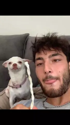 whats wrong niki 😂 #pet #foryou #PetsOfTikTok #fypシ #chihuahua #dog 