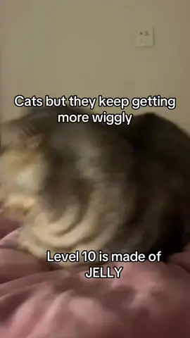 #catsoftiktok #cats #kittiesoftiktok #sillycats #kittycats #funnycats #wiggle #fyp 