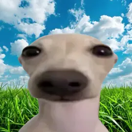 Never stop Gogging #Gog #Glorp #Dog #dogmeme #memestiktok #alien #fyp #memecoin 