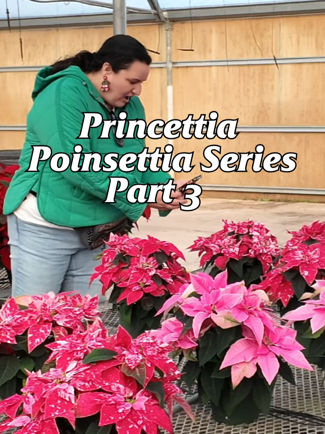 Tanner and Erika explore the stunning Princettia poinsettias! 🌸✨ These vibrant, compact blooms are a unique twist on traditional poinsettias. 🎄💖 Want to see what makes them so special? Watch the full video on our YouTube channel! 📲🎥 #smithsgardentown #princettia #poinsettias #holidayplants #youtube