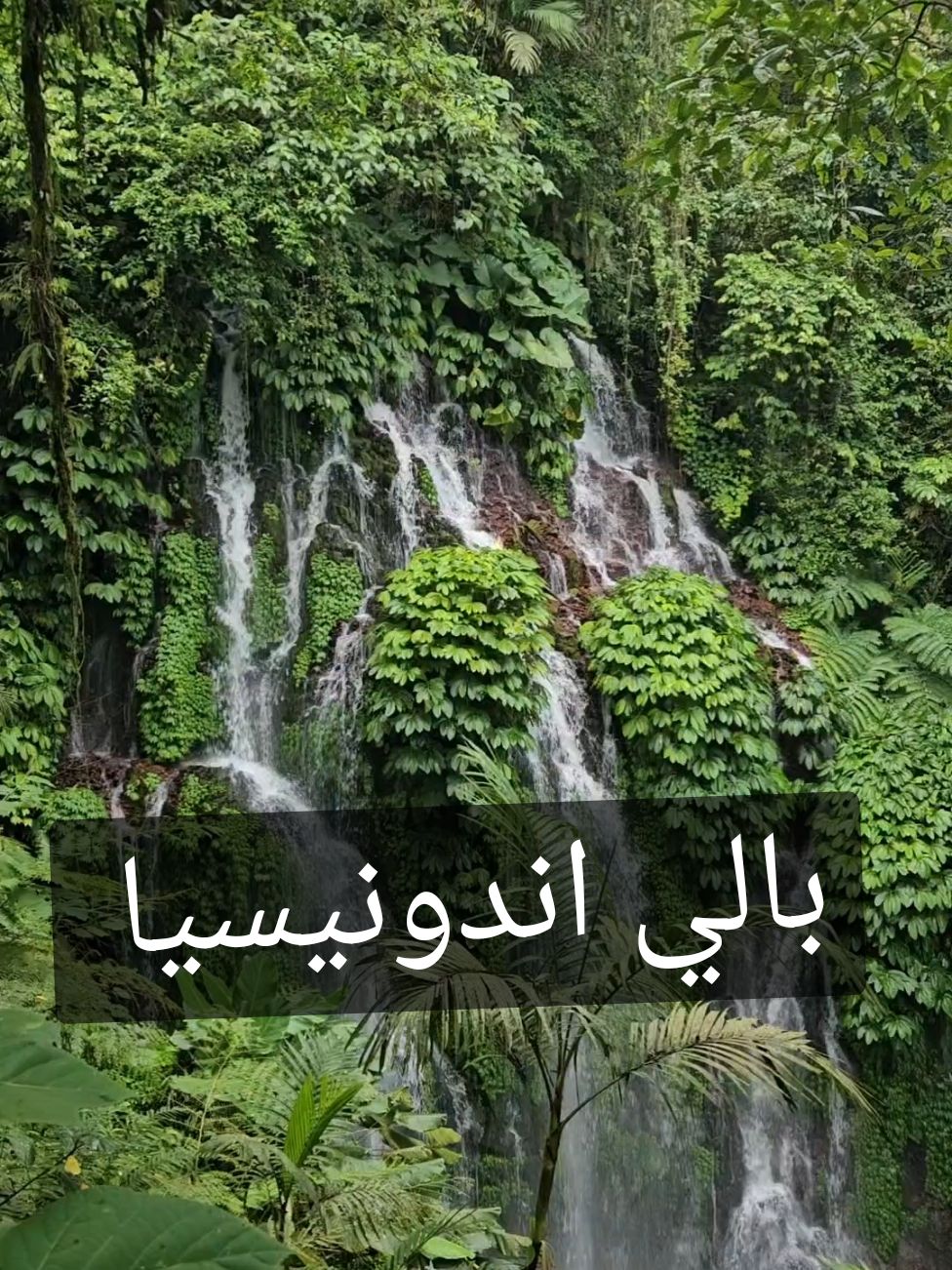 بالي اندونيسيا نوفمبر ٢٠٢٤ . #بالي #اندونيسيا #سياحة #سياحة_سفر #حول_العالم #سياحه #جزيرة_بالي #bali #indonesia #اكسبلور #اندونيسيا🇮🇩 #اندونيسيا_بالي #اندونيسيا_جمال_طبيعة 