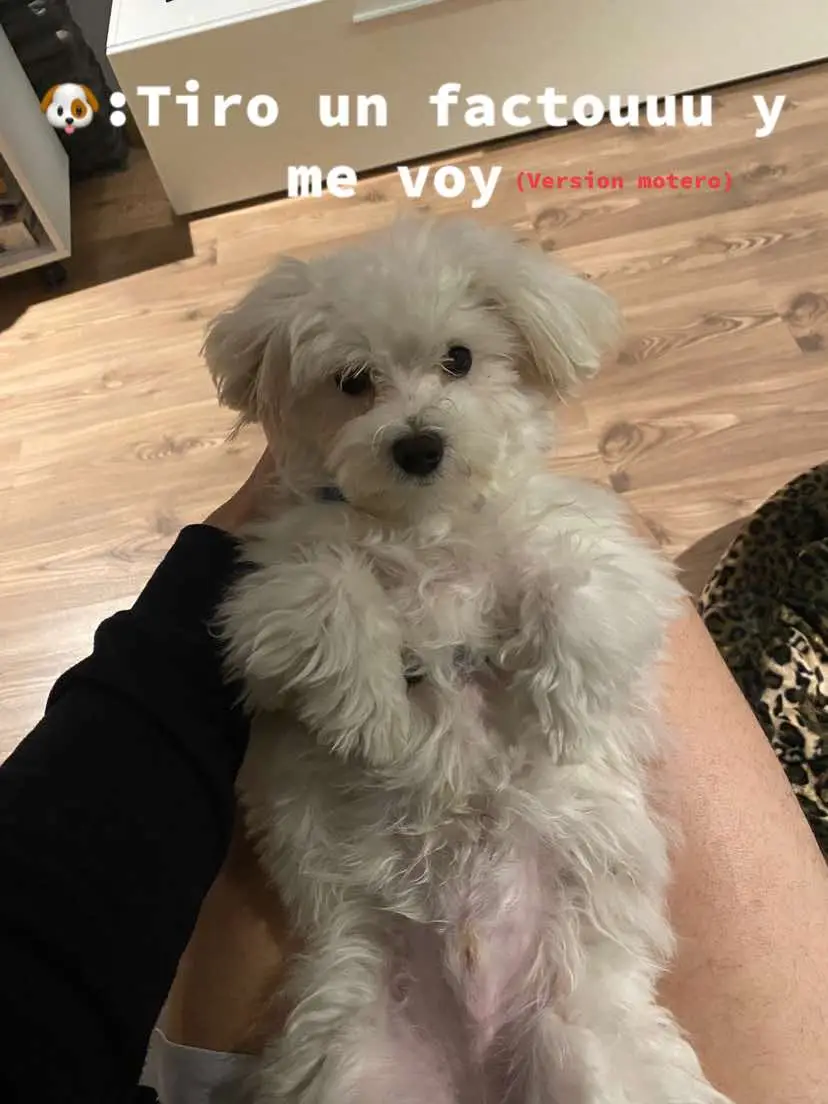 #r6 #yamahar6 #yamaha #perros #perritos #paratiiiiiiiiiiiiiiiiiiiiiiiiiiiiiii #fyp #parati #viral 