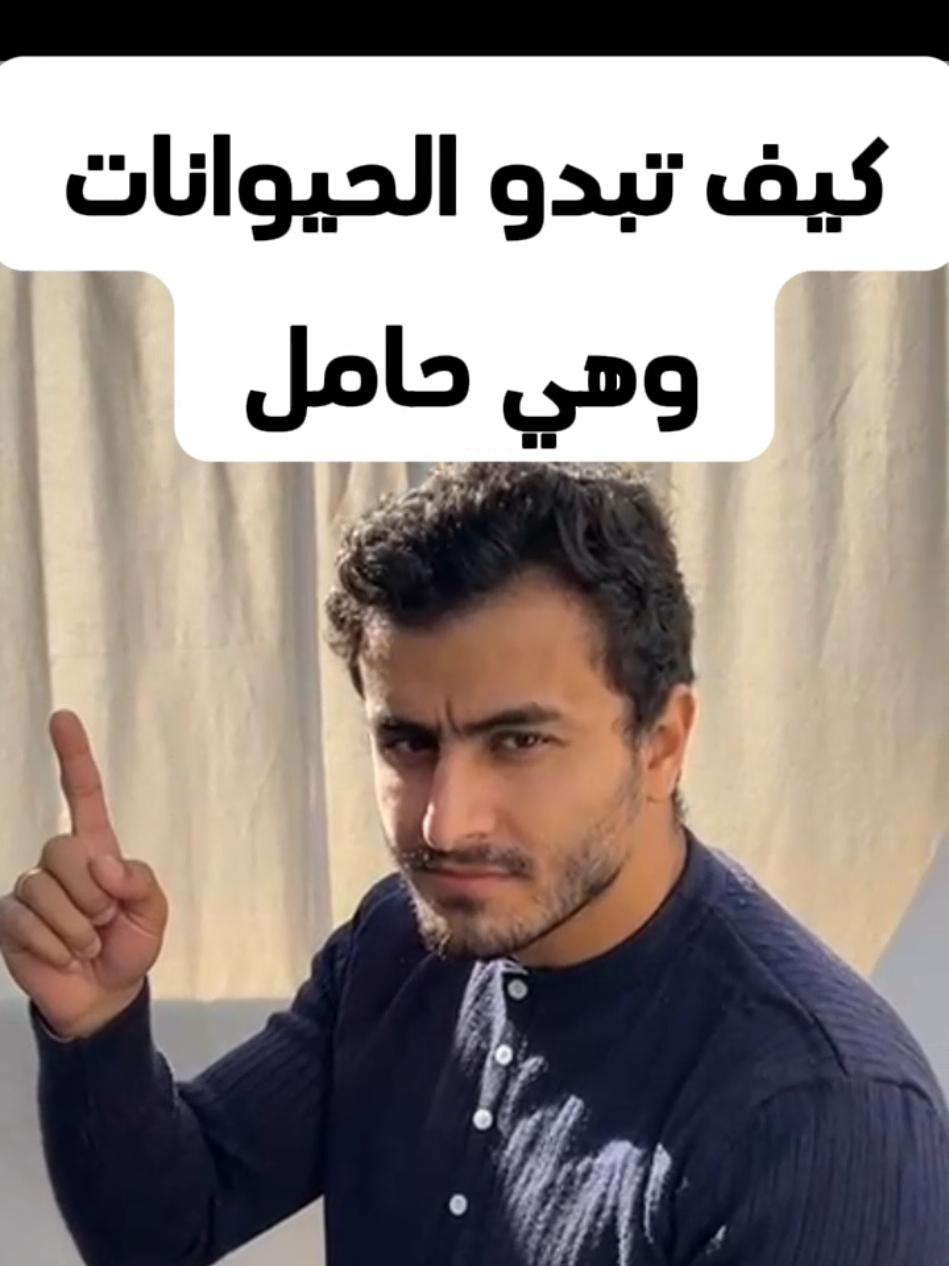 كيف تبدو الحيوانات في فترة الحمل 😮 #حيوانات #حيوانات_اليفه #معلومات #infoandfacts #معلومة #غموض #عجائب_وغرائب #اشياء_اول_مرة_تشوفها #العجائب #غرائب #عجائب #fyb #foryou #tiktok #foryoupage #viral 