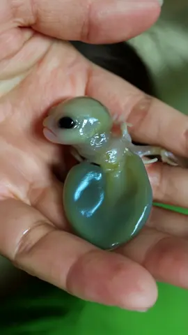 What is this thing??? #creepy #cute #alien #undiscovered #unknowncreature #aiart #aiartcommunity 