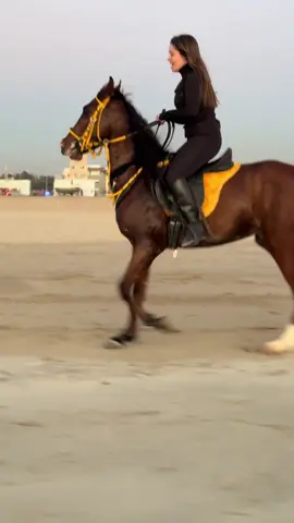 #خيل_وخياله🐎 #خيل_عربي_اصيل #خيل_عربي #خيل #fyp #foryoupage #ماشاءالله 