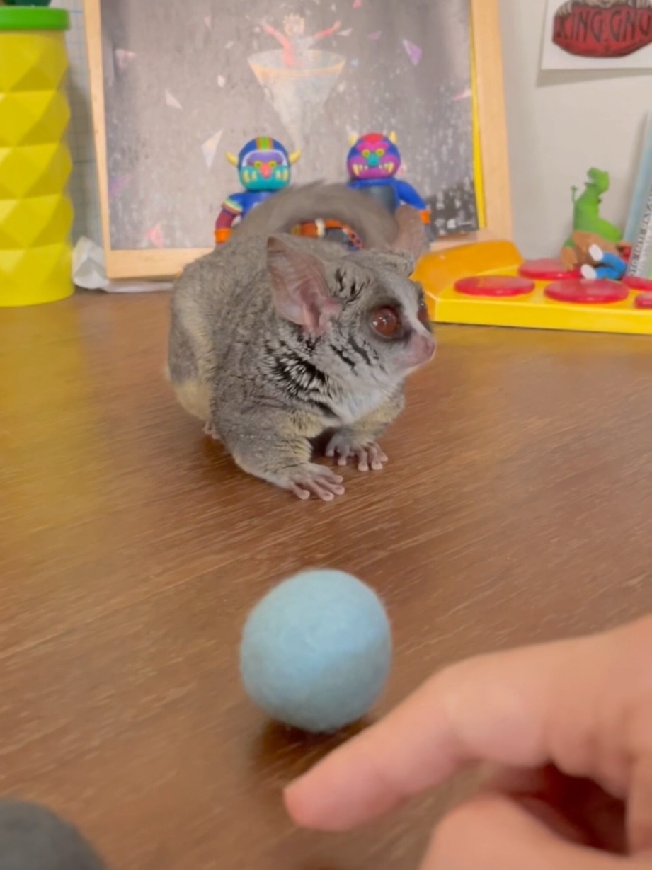 Episode 8 Tarsier Monkey Will Become a Football Player 🐒