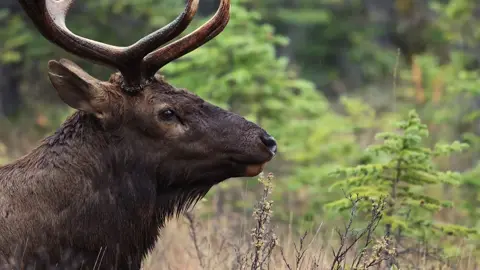 Rusa banteng terompet  #rusa #rusamerah #widlife #animals #tiktokanimals 