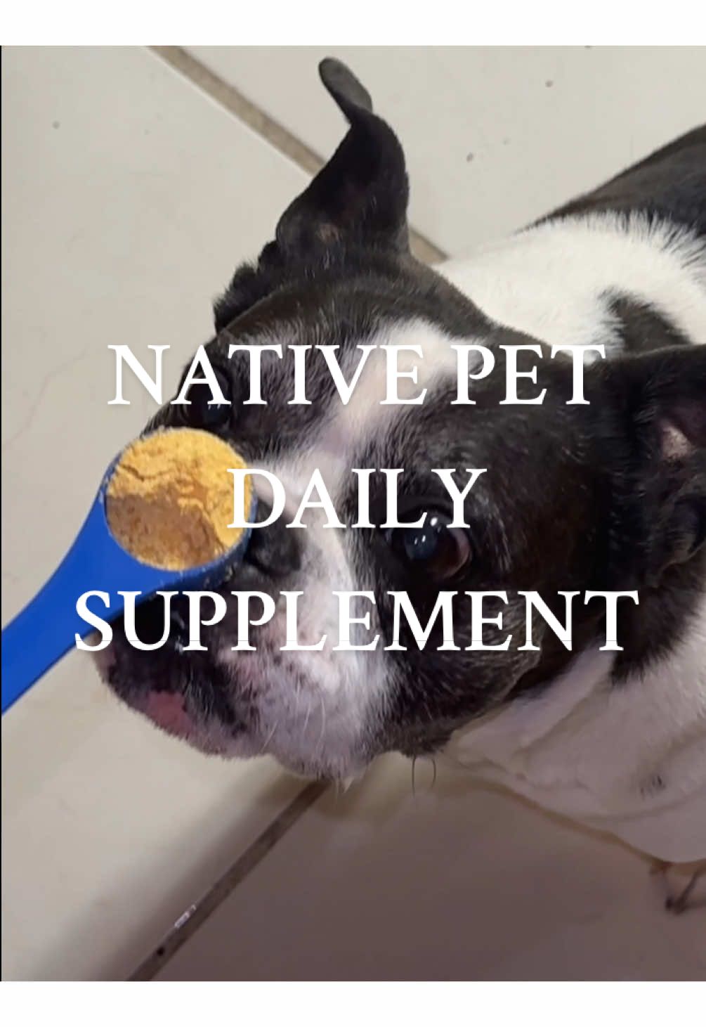 ✨My senior baby loved it!!!✨ This 11-in-1 daily supplement is designed to support your dog’s overall health, from energy and mobility to digestion, skin, and heart function. With powerful ingredients like collagen, glucosamine, chondroitin, probiotics, and DHA, it helps keep your senior dog feeling young, playful, and thriving—every single day. Perfect for dogs who deserve to live their best lives, from snout to tail. #seasonalessentials #dogsupplements #sunsetsaving #falldealsforyou #tiktokshop #christmasgiftdeas #Trendingontiktok #tiktokmademebuyit #tiktokfinds #tiktokfinding #shoptoysandtots #tiktokshopholidayhaul #GiftGuide #TTSDelight #nativepet #petlovers #doglovers
