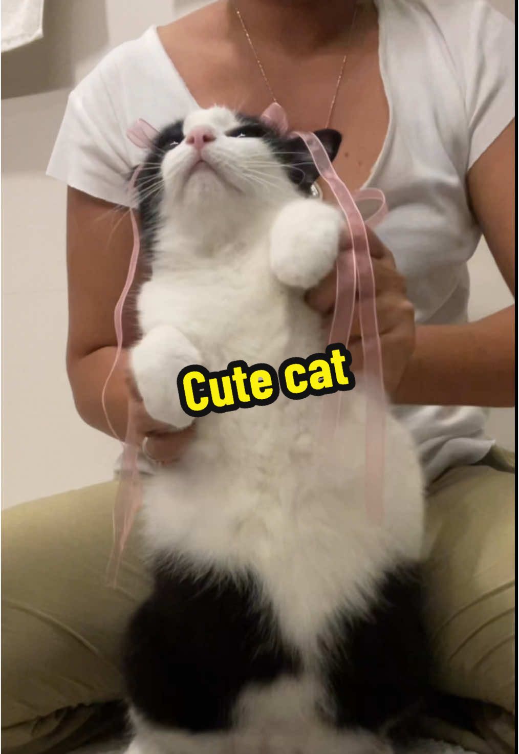 Annie looks so cute  #catsoftiktok  #funnyvideos  #brunomars 