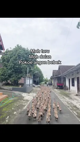 info pangonan kang🧐 #berkahbebek #angonbebek #peternakbebek #xybca #fypシ #bebekpetelur #masukberanda 