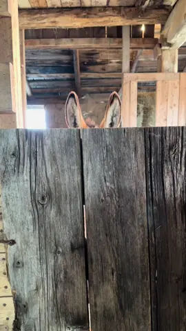 His squeaker is broken 😭