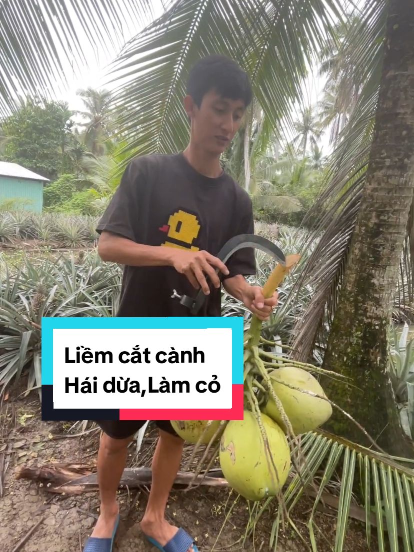 Từ nay không phải leo trèo nguy hiểm nữa 😁 #liemcatcanh #liemhaidua #luoiliem #bedua #liemlamco #haidungthu 