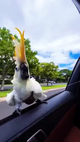 The parrot flies with the wind#parrot #cuteparrot #fly 